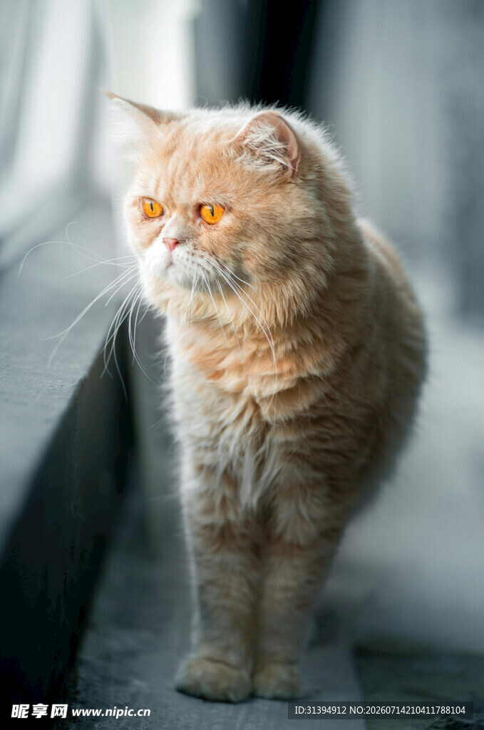 窗边橘色猫咪优雅站立