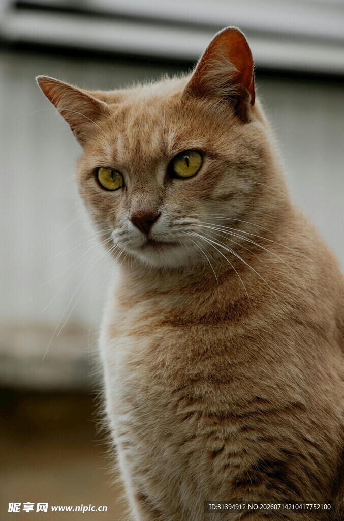 橘猫凝视