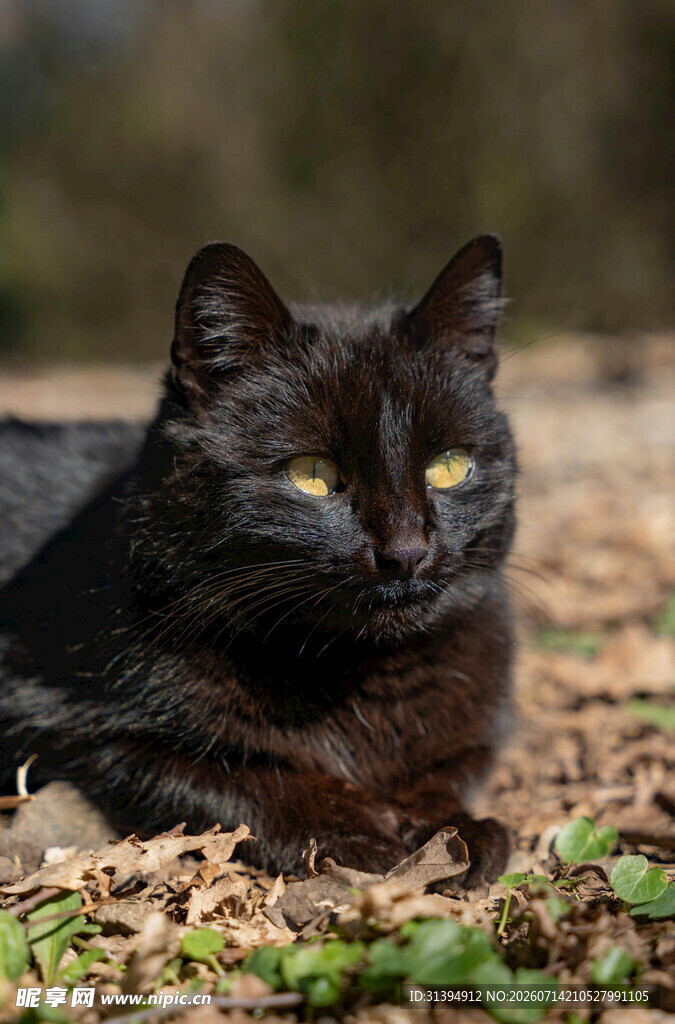 黑猫趴卧在落叶草地间