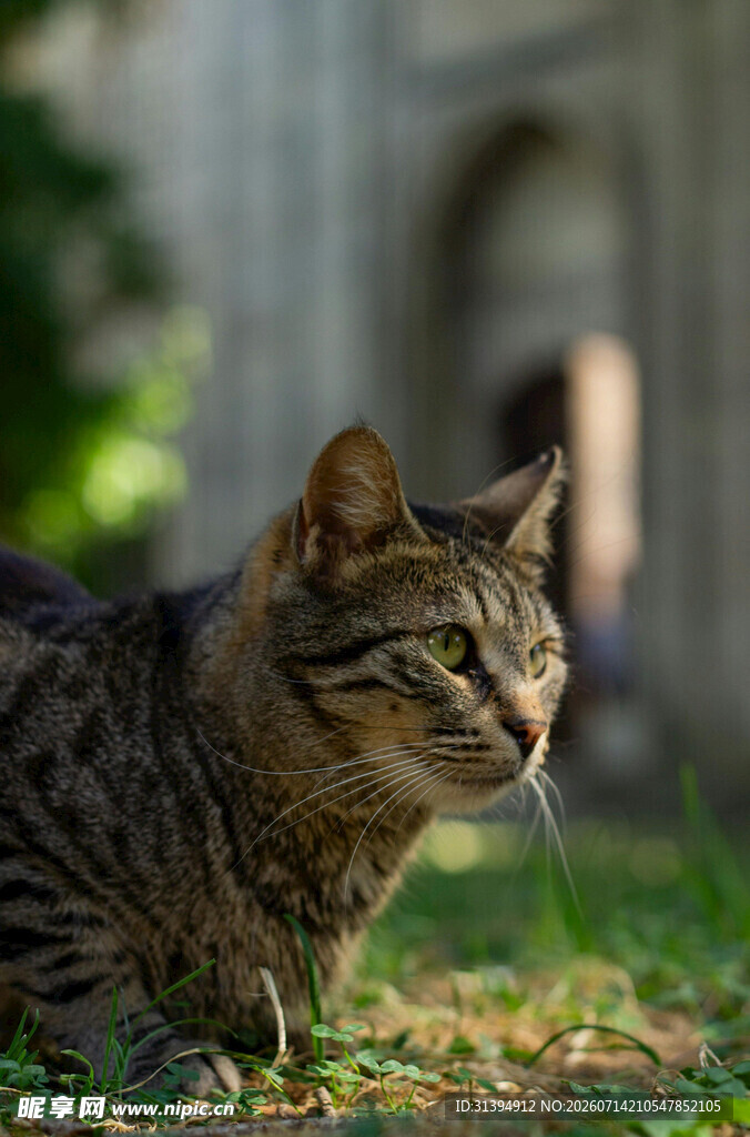草地上的斑纹猫