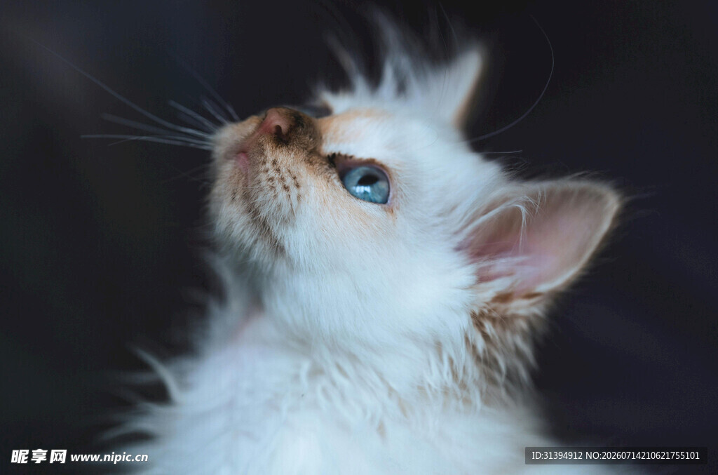 仰头的可爱白毛小猫