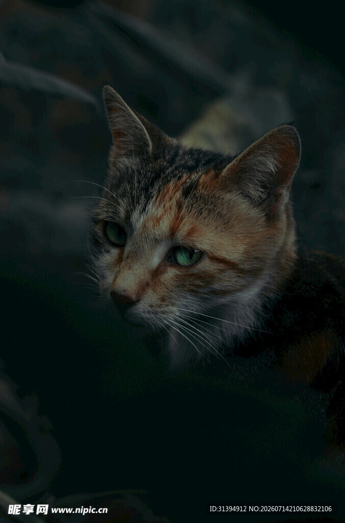 可爱猫咪特写