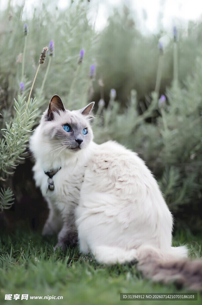 草地上的优雅暹罗猫
