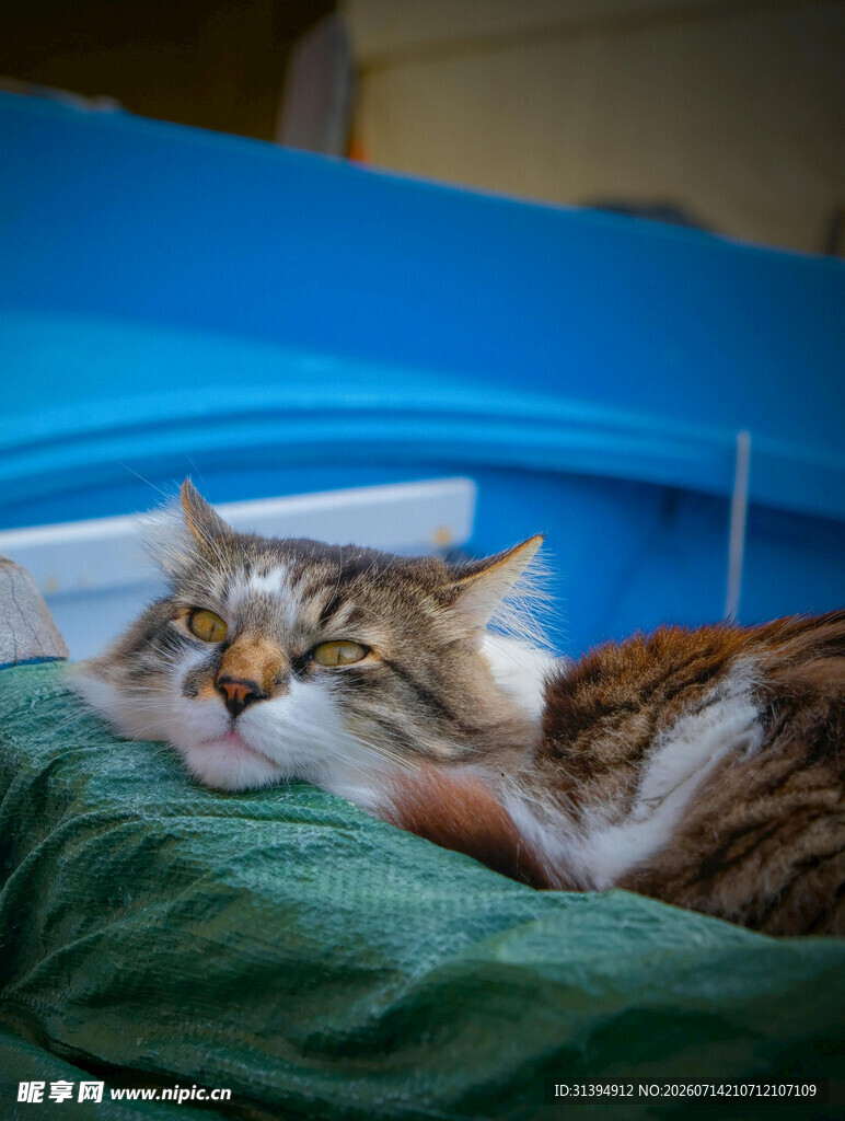 慵懒猫咪惬意躺卧