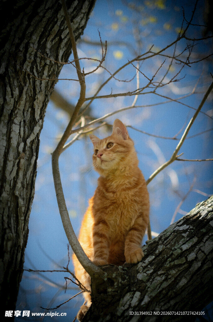 橘猫端坐树枝赏蓝天