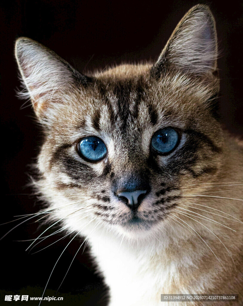 蓝眼暹罗猫特写