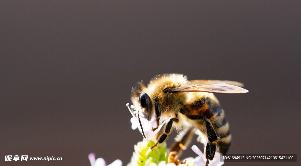 蜜蜂停驻花朵特写