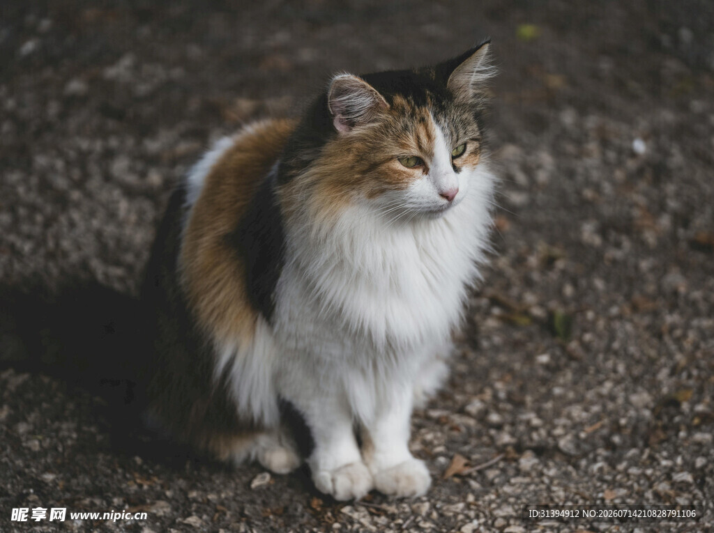 三色猫咪安静蹲坐