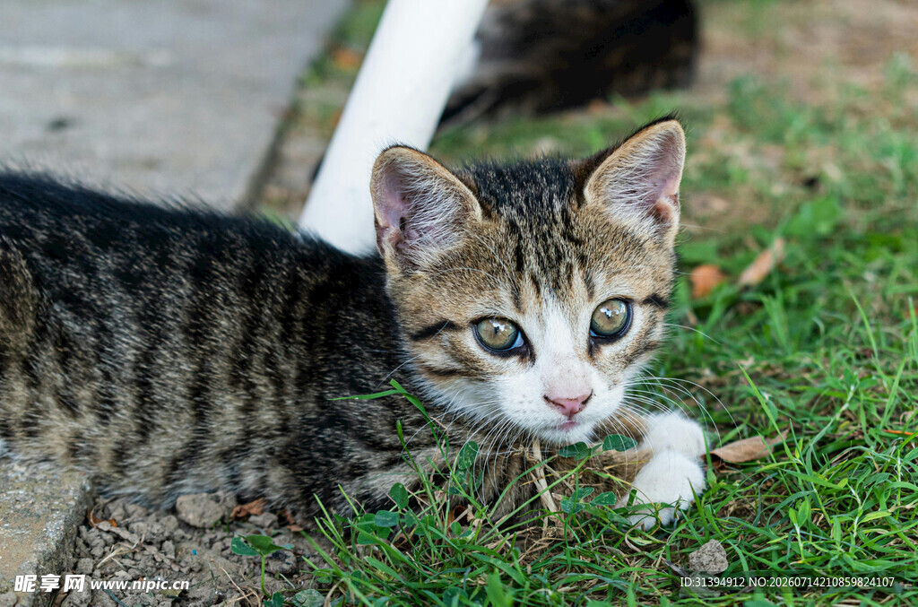 可爱小猫咪趴地望镜头