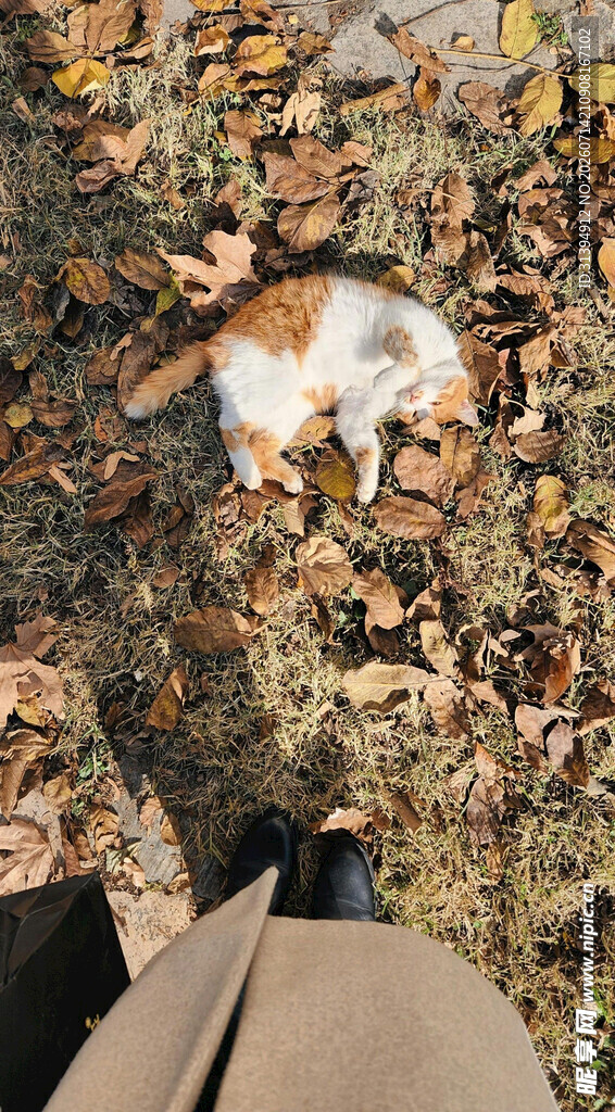落叶中猫咪与行人的画面