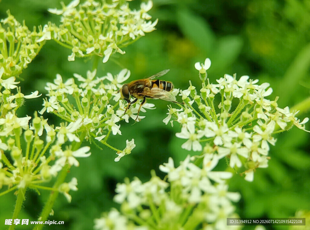 蜜蜂于白花间忙碌采蜜
