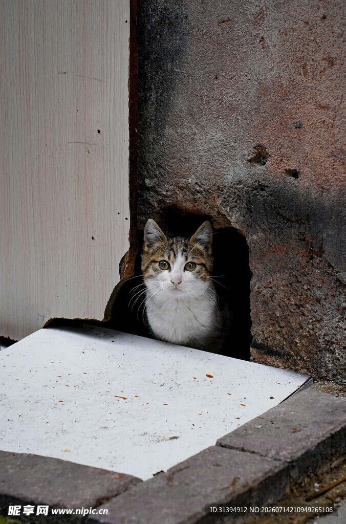 墙角处的猫咪