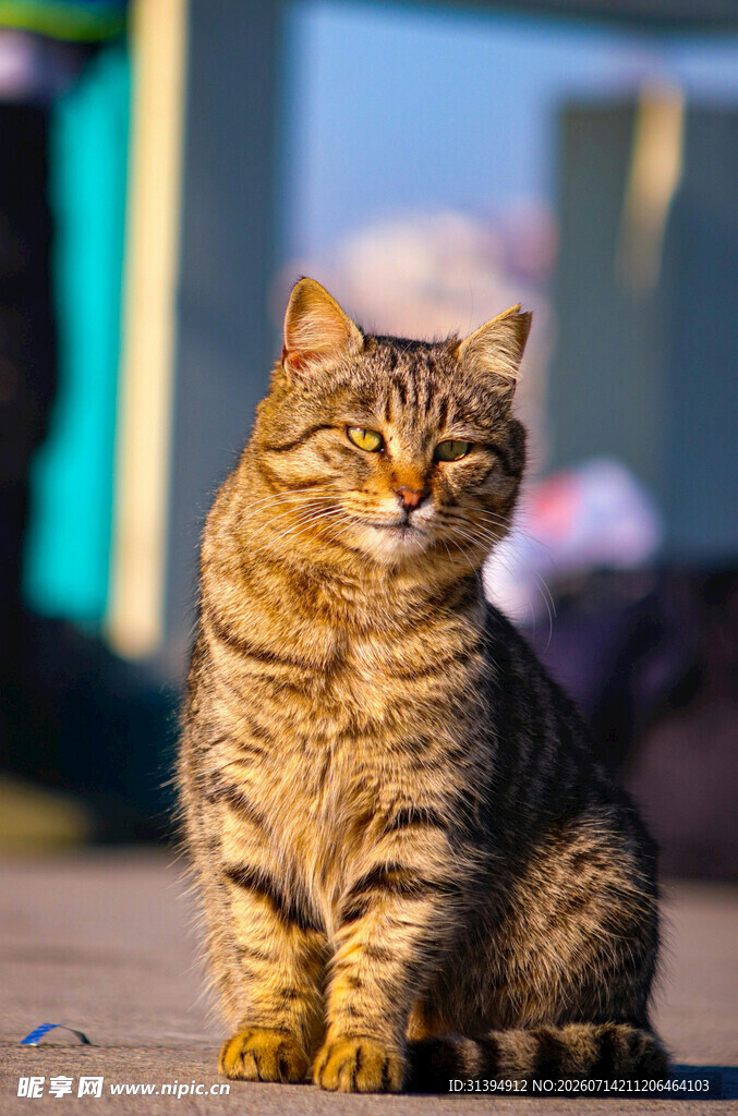 阳光下的斑纹猫咪