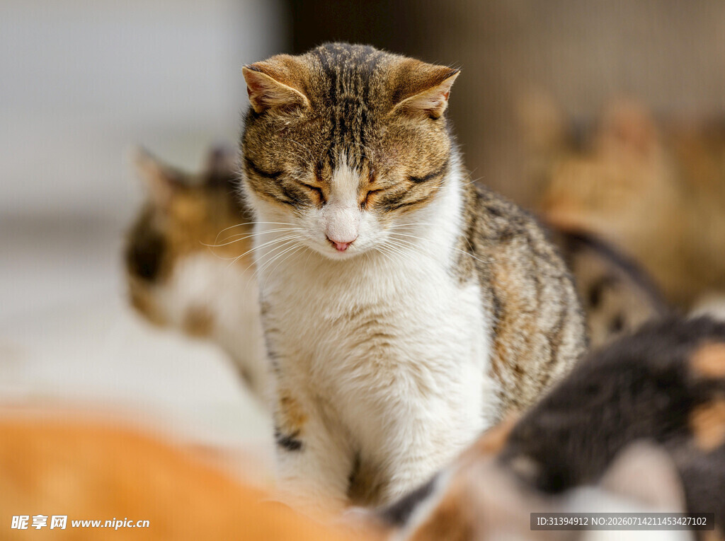 一群猫咪聚集