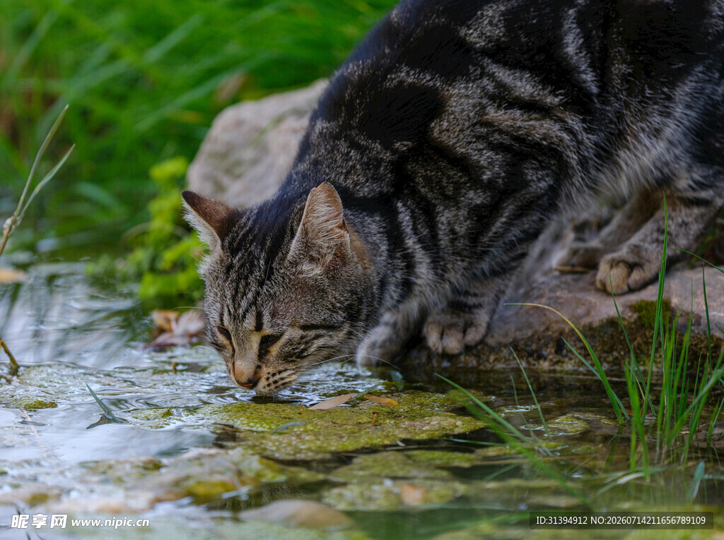 狸花猫溪边低头嗅水面