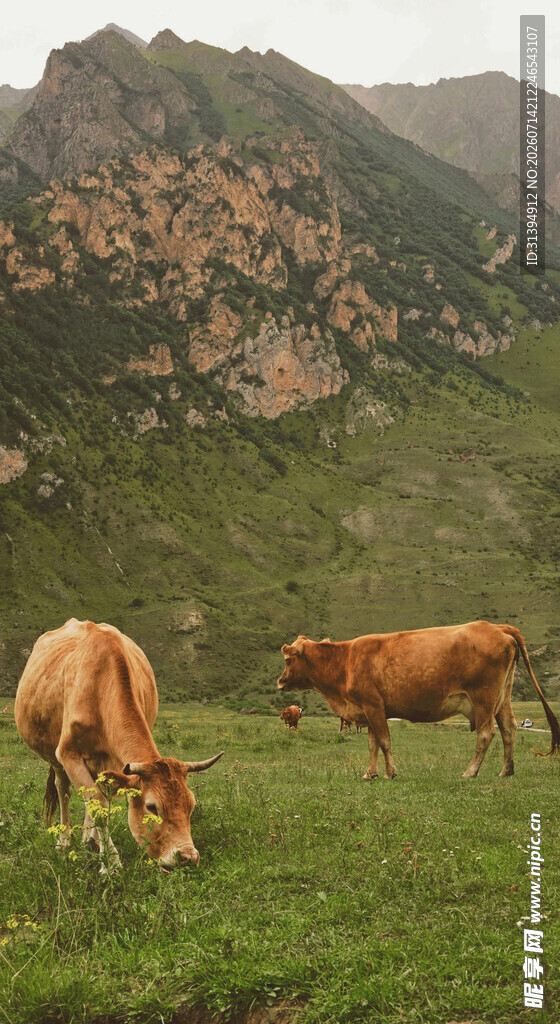 山间牧牛图