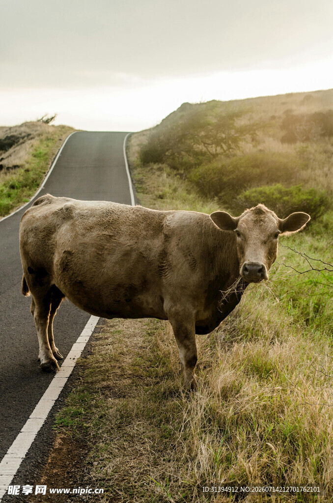 公路上的牛