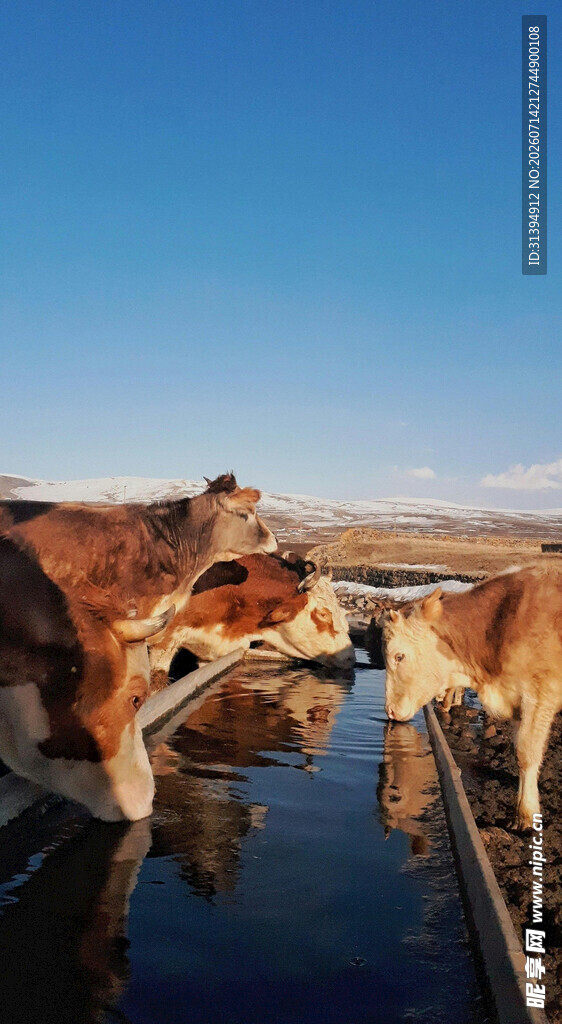 牛群在水边饮水的自然场景