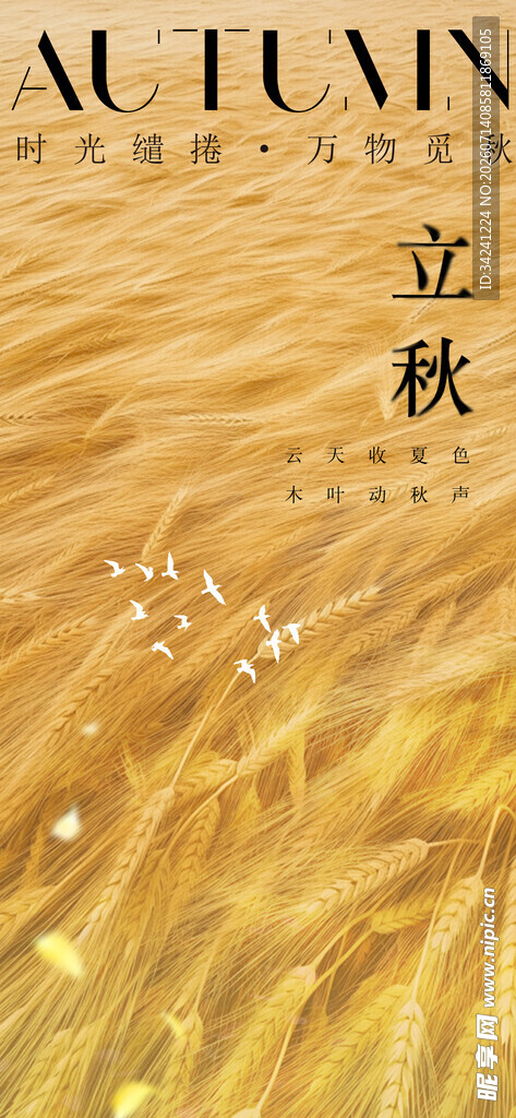 立秋时节的金黄麦田