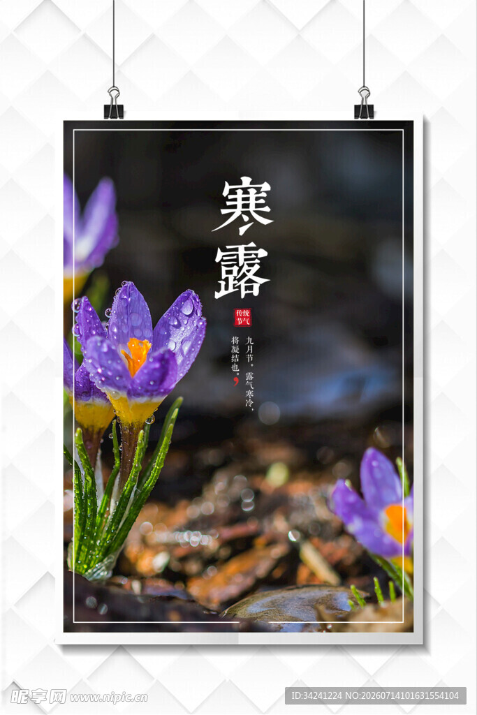寒露时节紫花绽放