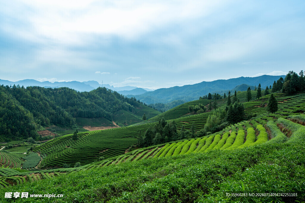 山间翠绿茶园美景
