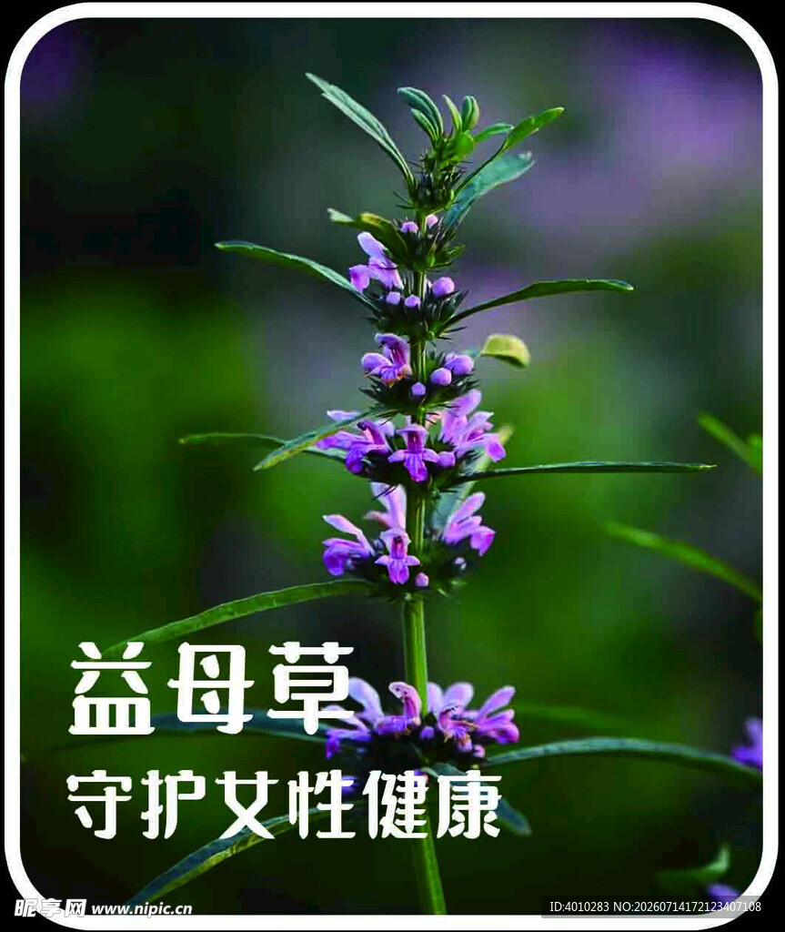 益母草 守护女性健康花卉
