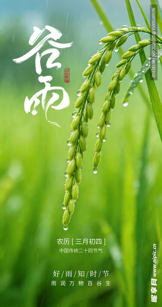 谷雨时节的翠绿稻穗