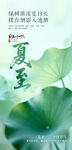 夏至时节荷韵浓