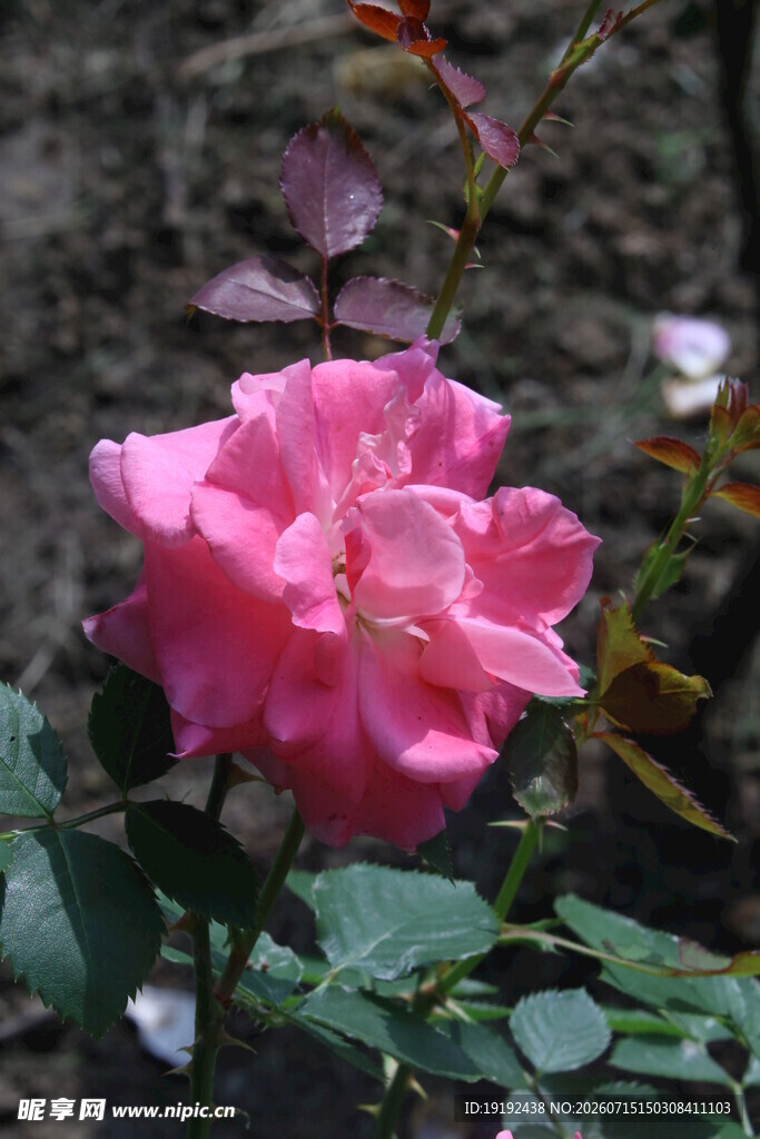 月季花  