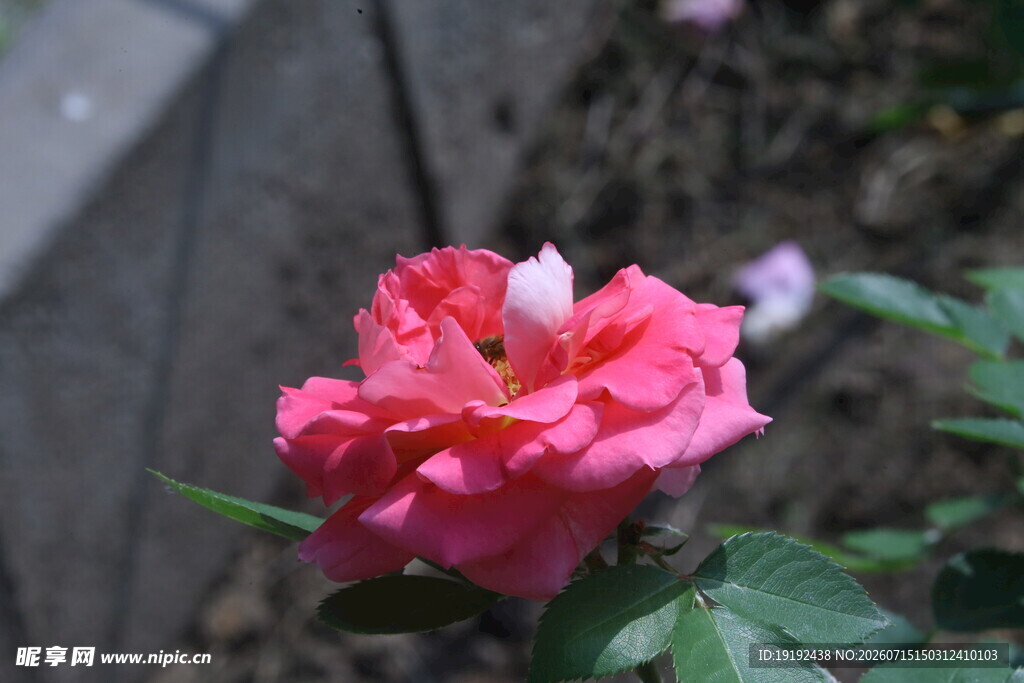 月季花 