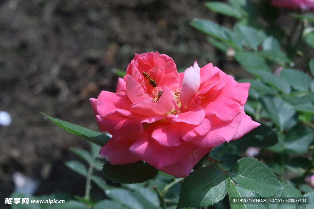 月季花  