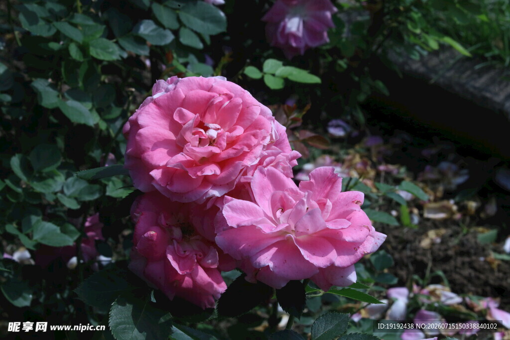 月季花 