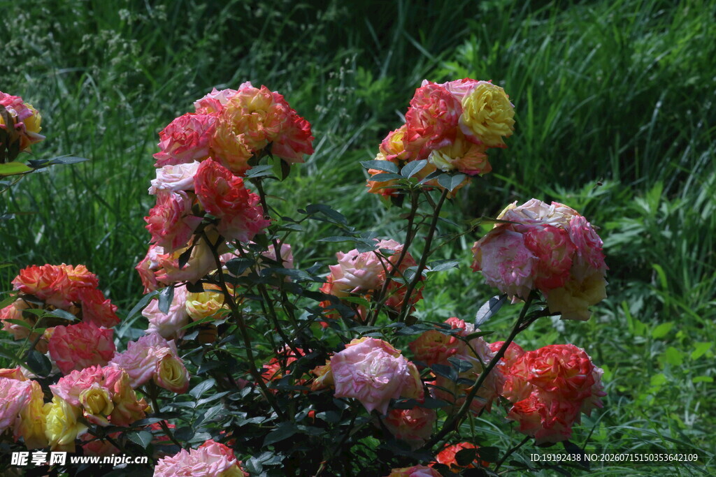 月季花 