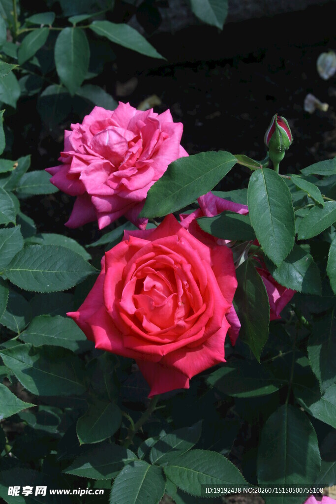 月季花 