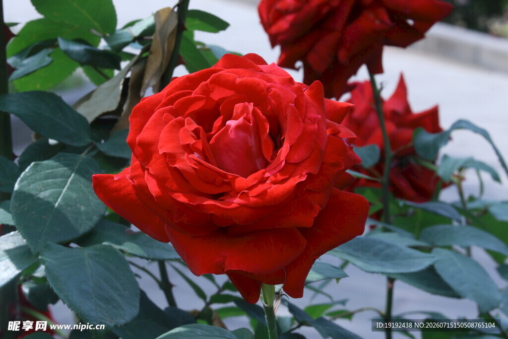 月季花 