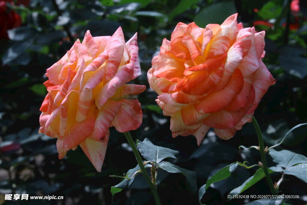 月季花  