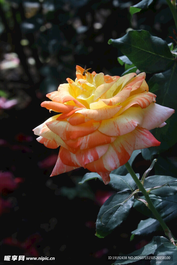 月季花 