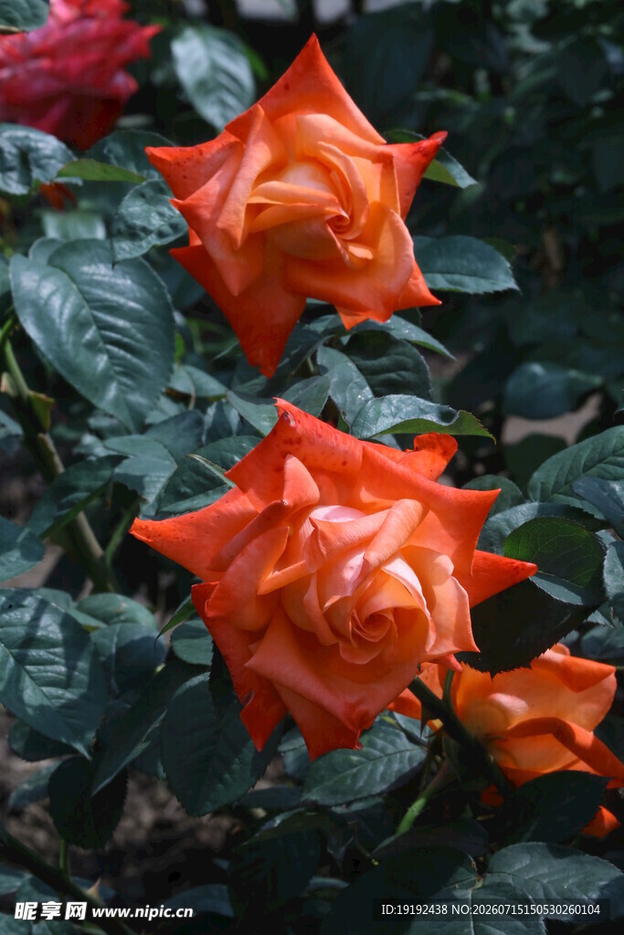 月季花 