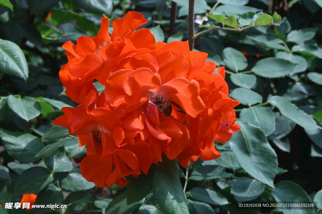 月季花  