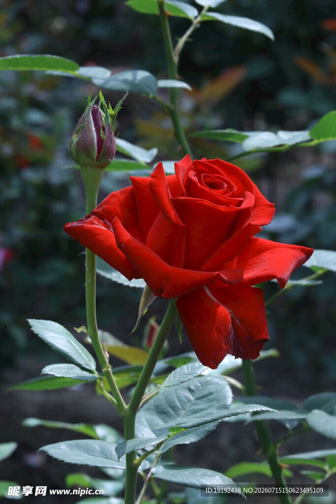 月季花 