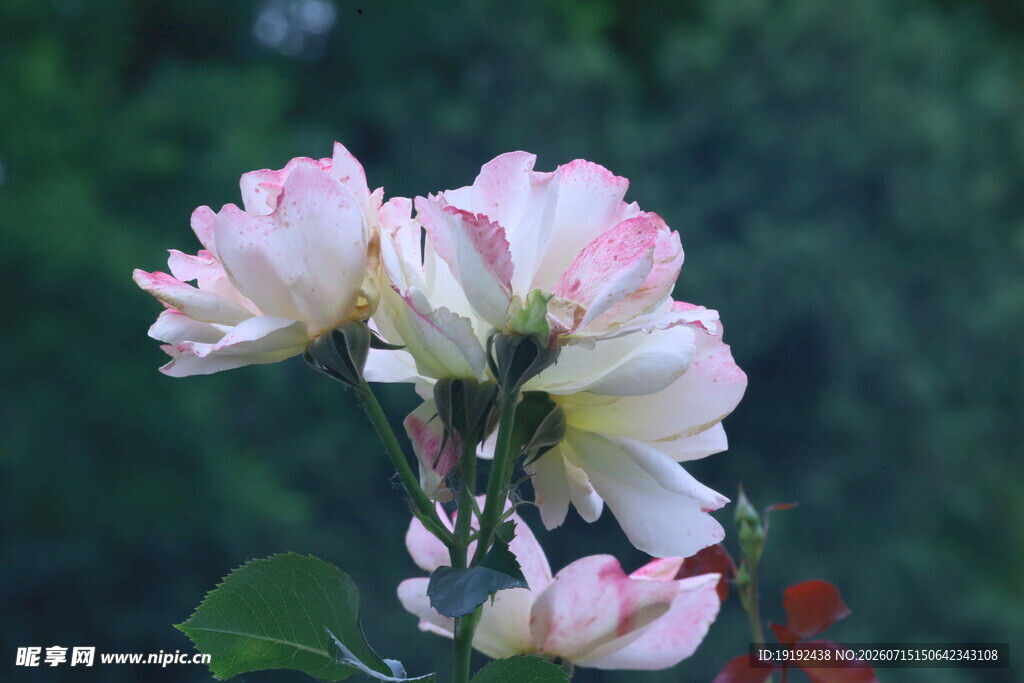 月季花  