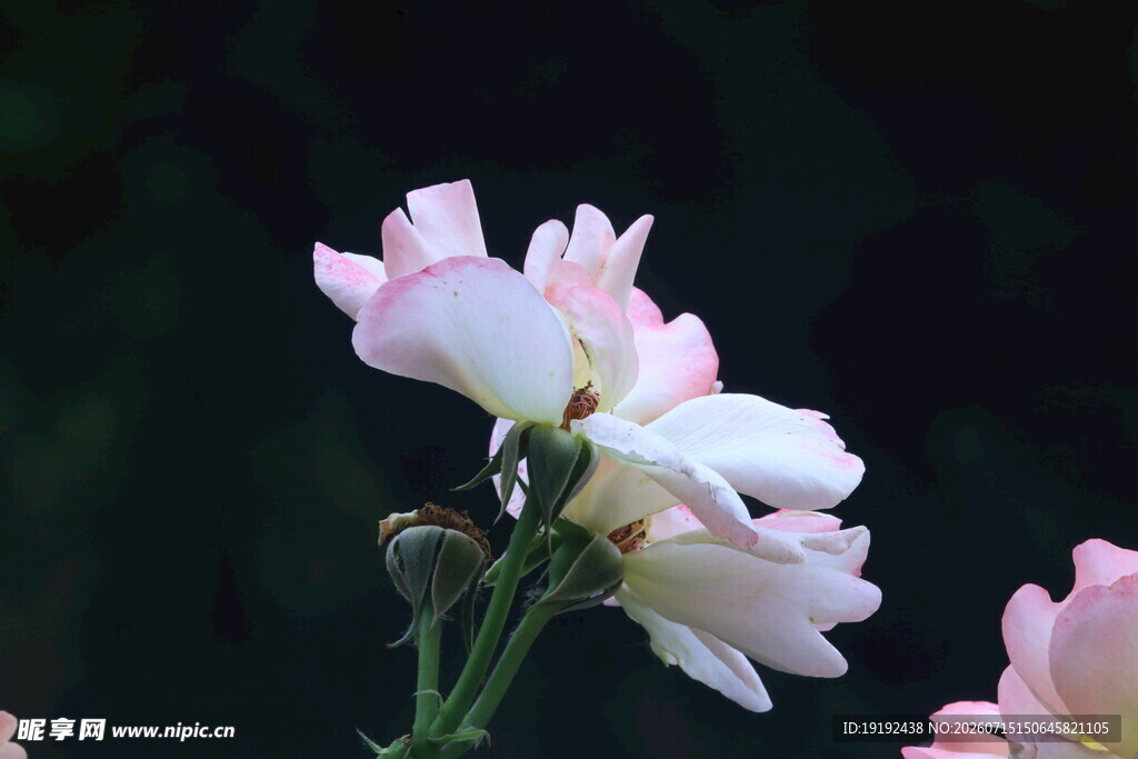 月季花  