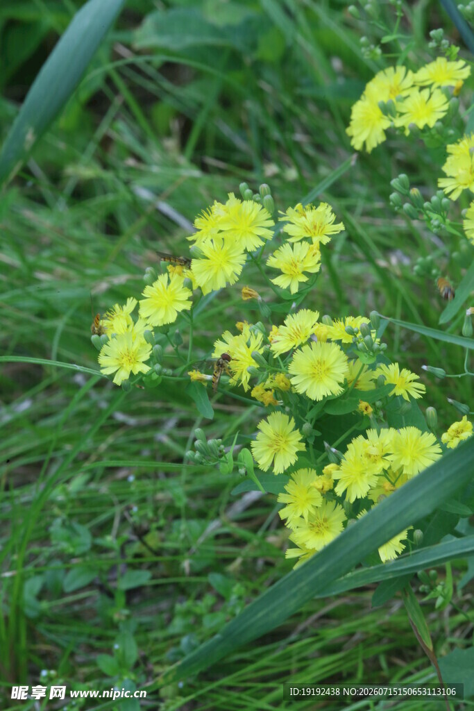 黄色小花 