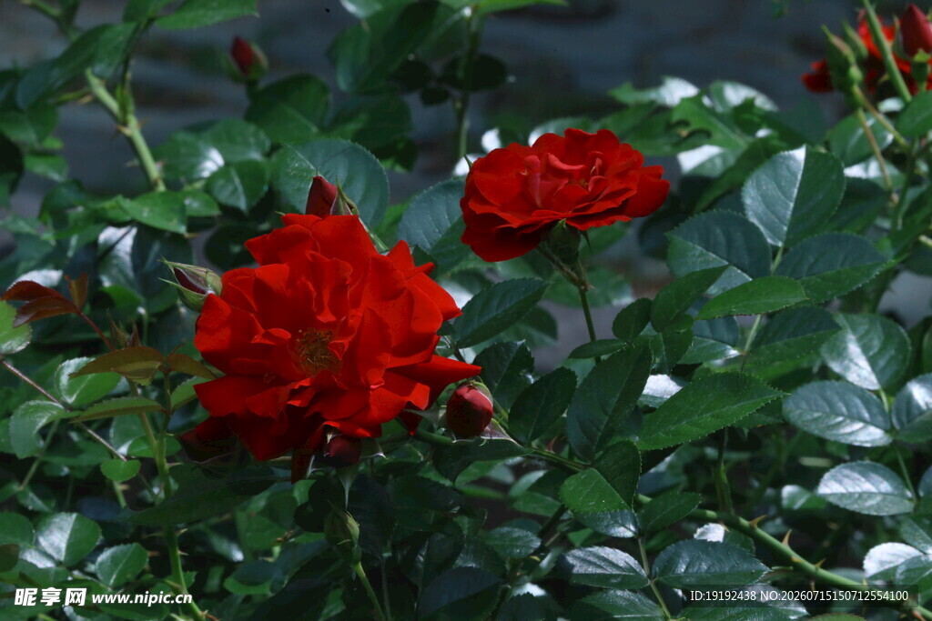 月季花  