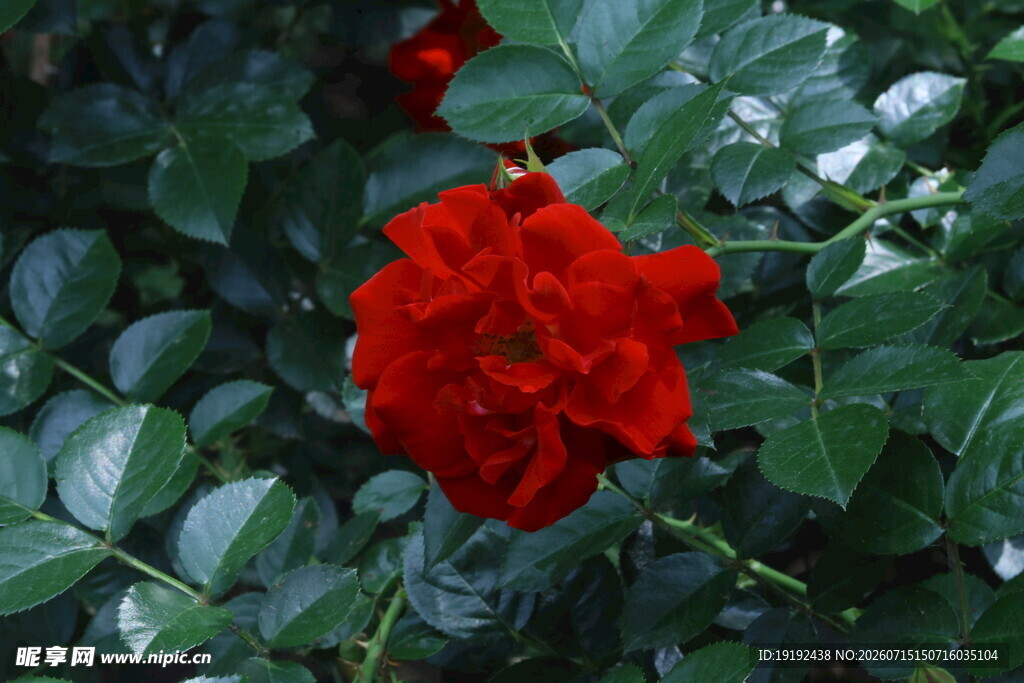 月季花  