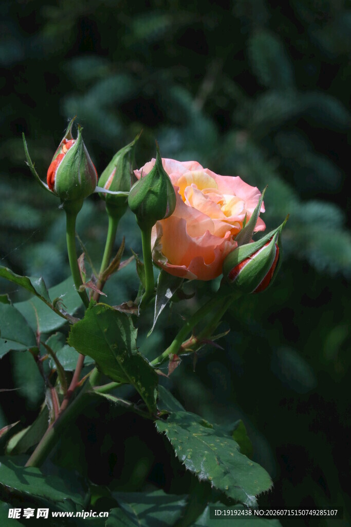 月季花  