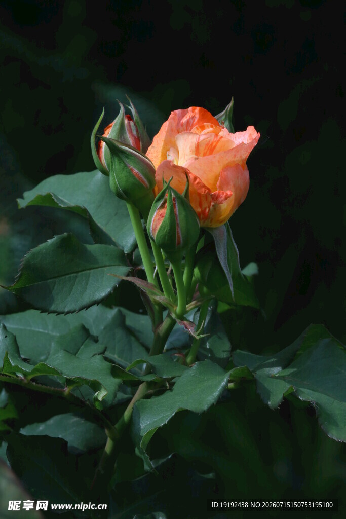 月季花 