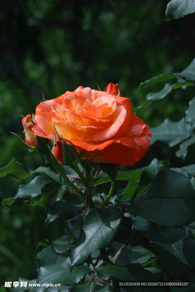 月季花  