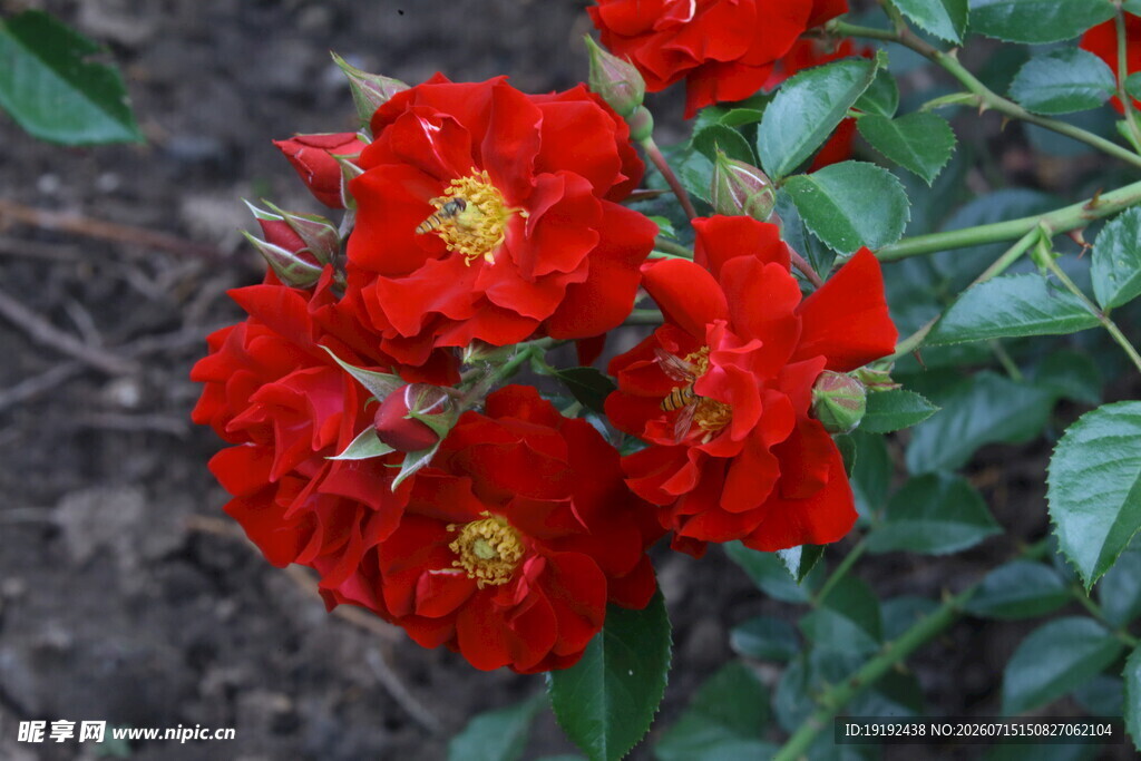 月季花 