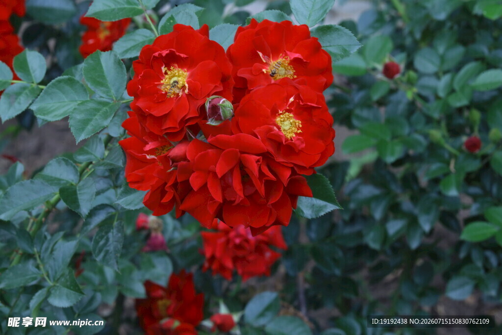 月季花  